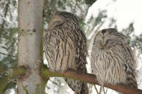 Pustik belavy - Strix uralensis - Ural Owl 8634